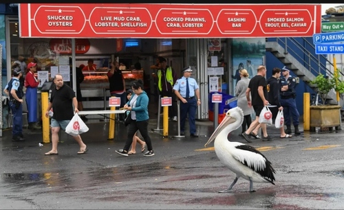قدم زدن یک پلیکان در مقابل مرکز فروش ماهی در شهر سیدنی استرالیا/ گتی ایمجز