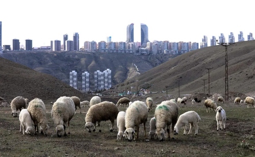 چرا گوسفندان در تپه‌های منطقه 