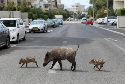 4340-حضور گرازهای وحشی گرسنه در شهر "حیفا" اسراییل/ EPA