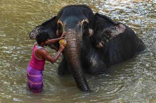 شستشوی فیل در رودخانه/ سریلانکا/ خبرگزاری فرانسه