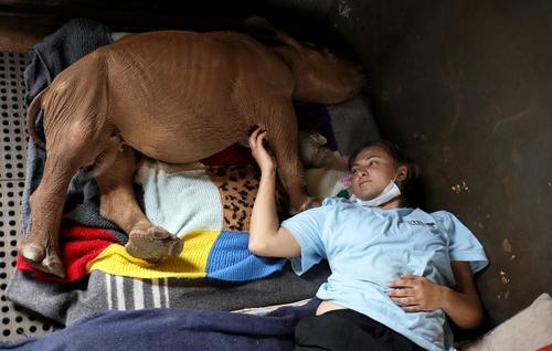 یک نیروی داوطلب در حال استراحت در کنار یک بچه کرگدن یتیم در مرکز نگهداری بچه کرگدن‌های یتیم در آفریقای جنوبی/ رویترز