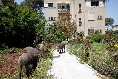 گرازهای وحشی در حال پرسه زدن در محوطه یک مجتمع مسکونی در شهر