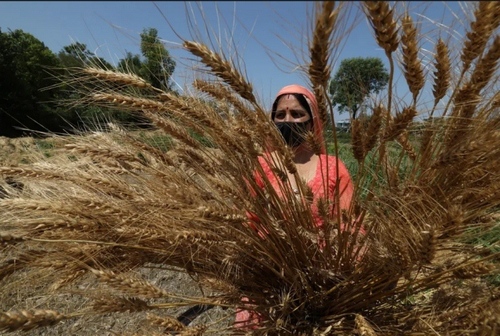 کشاورزان هندی در حال برداشت محصول گندم در 