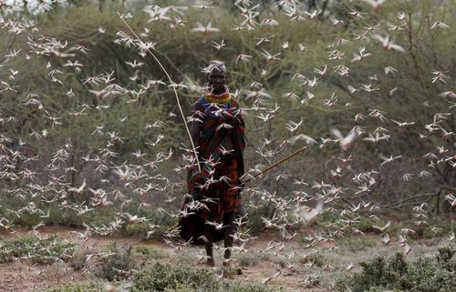 هجوم ملخ‌های صحرایی به مزارع کشاورزی در کنیا/ رویترز