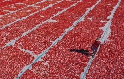 خشک کردن گوجه در شهر ازمیر ترکیه/ خبرگزاری آناتولی