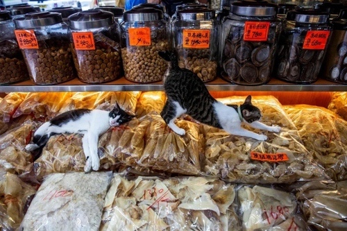ابراز علاقه گربه‌ها به غذاهای دریایی خشک شده و بسته‌بندی در فروشگاهی در شهر هنگ‌کنگ در روز جهانی گربه‌ها/ خبرگزاری فرانسه