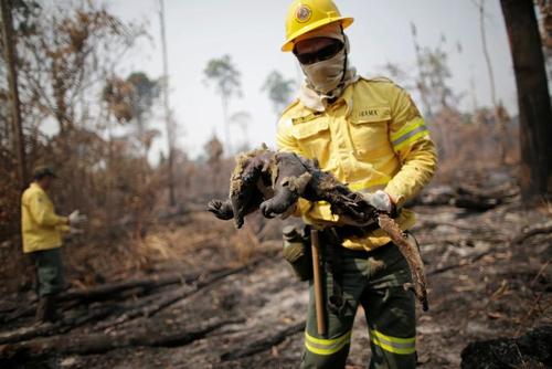 یک مورچه خوار سوخته در آتش سوزی جنگل‌های آمازون برزیل/ رویترز