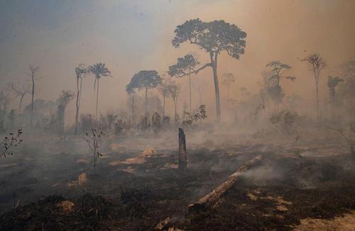 آتش سوزی در جنگل های برزیل