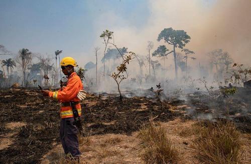جنگل های برزیل بعد از آتش سوزی بزرگ 