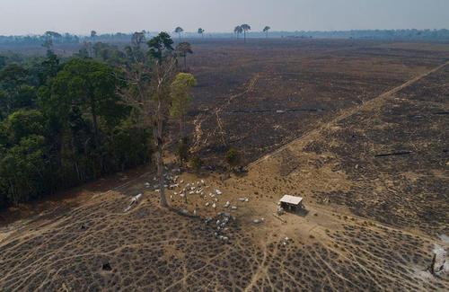 جنگل های برزیل بعد از آتش سوزی بزرگ 