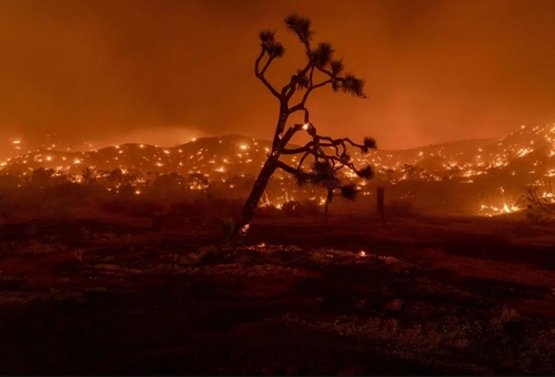 ادامه آتش‌سوزی جنگلی در ایالت کالیفرنیا آمریکا/ خبرگزاری فرانسه