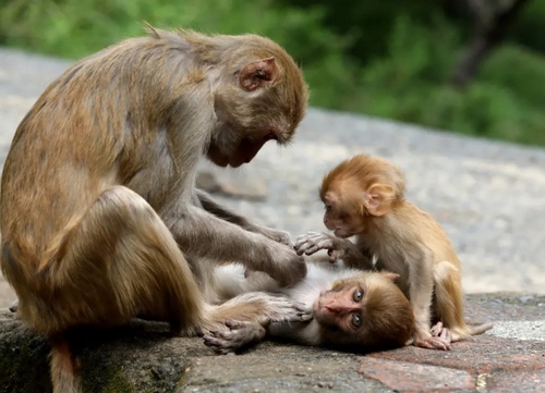 میمون مادر در حال حشره‌زدایی از بدن فرزندش/EPA