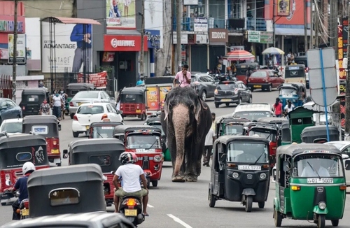 عبور یک فیل از خیابانی در شهر 