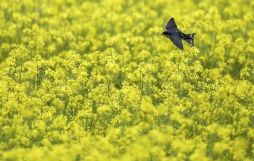 پرنده‌ای به دنبال غذا بر فراز مزرعه خردل/ آلمان/ آسوشیتدپرس