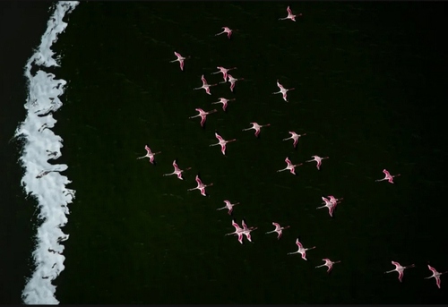 پرواز فلامینگوها بر فراز دریاچه تورکانا در کنیا