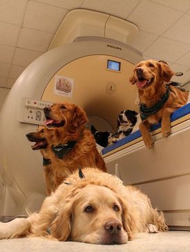 انجام آزمایشات مغزی از سگ‌ها در چارچوب یک پروژه تحقیقاتی بررسی مغز حیوان و انسان در بوداپست مجارستان/ خبرگزاری فرانسه