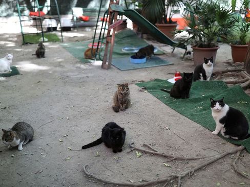 مرکز نگهداری گربه‌های سالخورده که صاحبانشان در اثر ابتلا به بیماری کرونا درگذشته‌اند./ بارسلونا اسپانیا/ رویترز