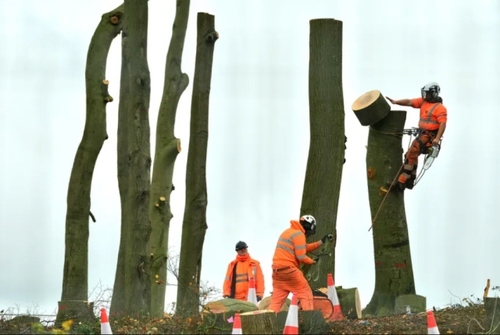 بریدن درختان برای احداث راه‌آهن/ بریتانیا/ گتی ایمجز