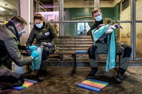واکسیناسیون پنگوئن‌های باغ وحش شهر کپنهاگ دانمارک علیه آنفلوآنزای حاد پرندگان/ رویترز
