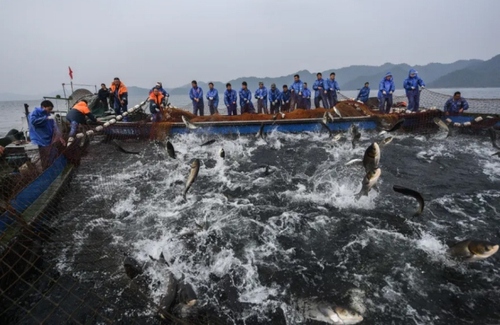 ماهیگیری در دریاچه‌ای در چین/ شینهوا