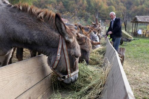 مزرعه پروش الاغ در جنوب شهر تیرانا آلبانی. این الاغ‌ها به خاطر شیرشان پرورش داده می‌شوند./ خبرگزاری فرانسه