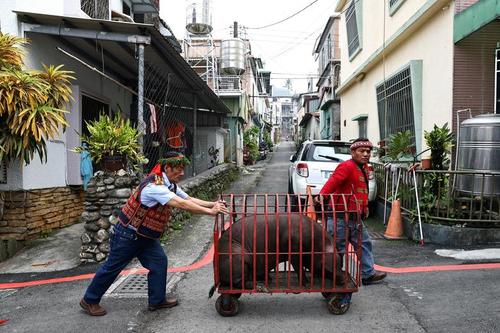 حمل یک خوک برای بریان کردن در یک مراسم عروسی در تایوان/ رویترز