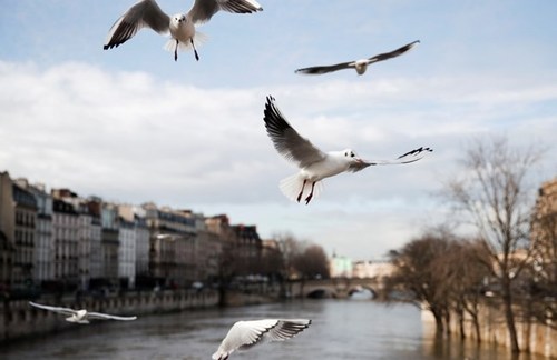 پرواز مرغان دریایی بر فراز رود سن در شهر پاریس/ رویترز