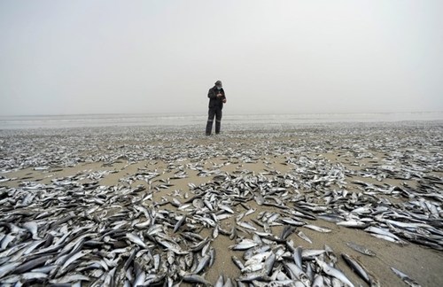 تلف شدن دهها هزار ماهی در ساحل شیلی/ رویترز
