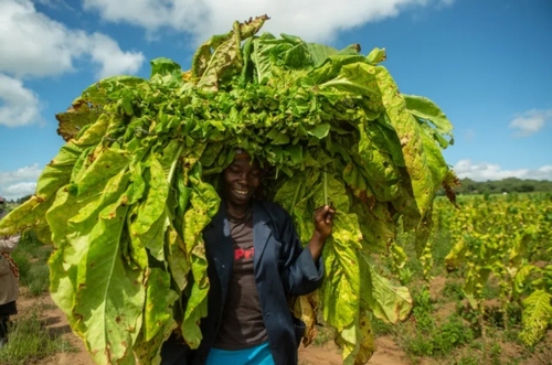 مزرعه کشت تنباکو در زیمبابوه/ گتی ایمجز