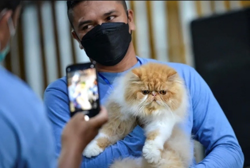نمایش گربه های خانگی در آچه اندونزی/ خبرگزاری فرانسه