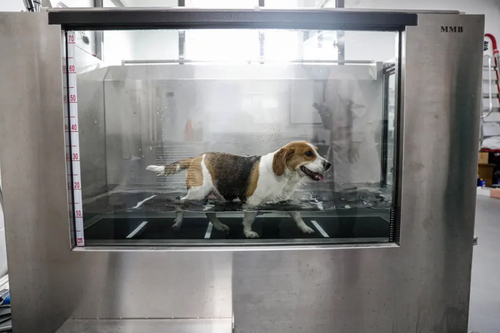 یک مرکز درمانی حیوانات در شنیانگ چین. طبق تجویر پزشکان مرکز، این سگ برای رفع مشکل حرکتی خود، باید در آب راه برود./ خبرگزاری فرانسه