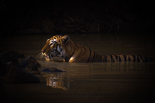 اثر ببر بنگال، توسط عکاس انگلیسی نیک دیل، برنده در گروه پرتره حیوانات