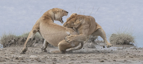 اثر شیرها، توسط عکاس آمریکایی پاتریک نووتنی، مقام اول در بخش رفتار پستانداران
