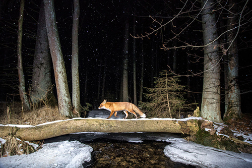 اثر روباه، توسط عکاس اهل چک، ولادیمیر چک، رتبه دوم در بخش حیوانات در زیستگاه خود
