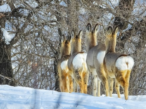 زیبایی های روسیه