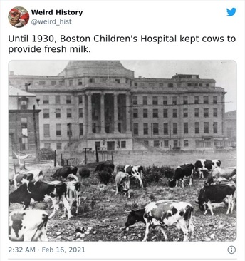 تا سال 1930، بیمارستان کودکان بوستون برای تامین شیر تازه از گاوها نگهداری می کرد. 
