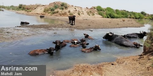 resized 1232135 875 ادامه نگرانی از بی آبی در هورالعظیم (عکس و فیلم)