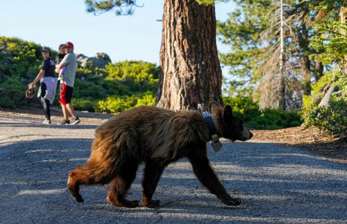 عبور خرس های قهوه ای از کنار بازدیدکنندگان از یک پارک ملی در ایالت کالیفرنیا آمریکا/ رویترز