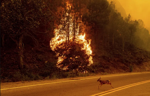 فرار حیوانات از آتش سوزی جنگلی در ایالت کالیفرنیا آمریکا/ آسوشیتدپرس