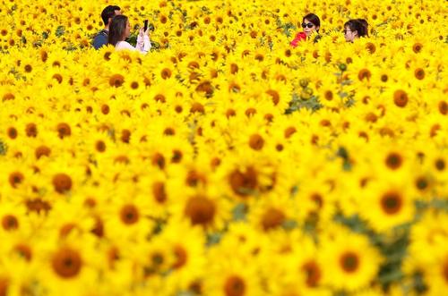 عکس گرفتن در مزرعه گل آفتابگردان در بریتانیا/ رویترز