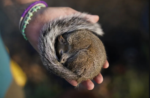 نجات یک سنجاب زخمی از توفان 