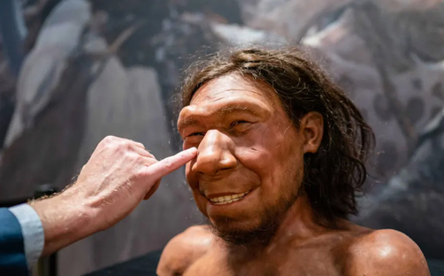 ساخت مجسمه مومی انسان اولیه گونه 