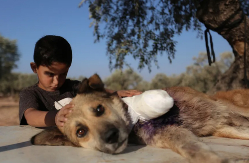 مراقبت یک کودک سوری از یک سگ قطع عضو شده در ادلب سوریه/ خبرگزاری فرانسه