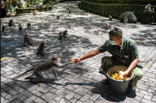 غذا دادن به میمون ها در بالی اندونزی/ EPA