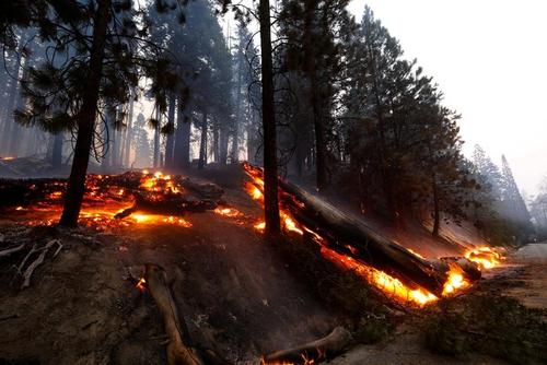 آتش سوزی در یک پارک ملی در ایالت کالیفرنیا آمریکا/ رویترز