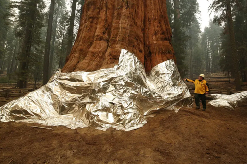 ایمن سازی یک درخت تنومند و قدیمی از آتش سوزی های جنگلی ایالت کالیفرنیا آمریکا/ خبرگزاری فرانسه