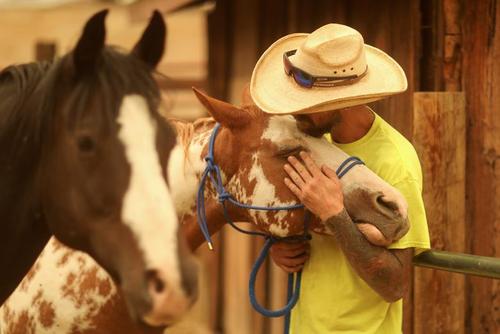 نجات اسب ها از مناطق آتش گرفته در جنگل های ایالت کالیفرنیا آمریکا/ رویترز