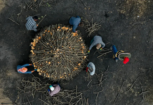 روستاییان ترکیه از شاخه های درخت بلوط ذغال درست می کنند./ خبرگزاری آناتولی