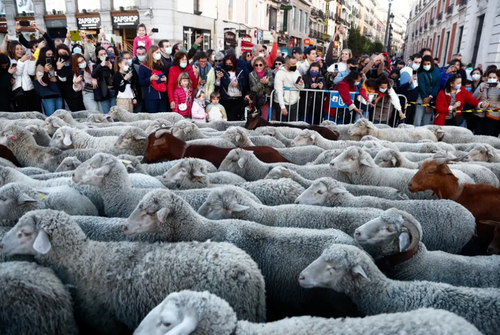 عبور گله های گوسفند از مرکز شهر مادرید اسپانیا همزمان با جشنواره سالانه کوچ دامداران/ رویترز