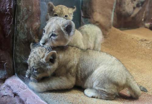 توله شیرهای تازه متولد شده در باغ وحشی در آلمان/ رویترز